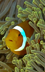 clown fish taken in Raja Ampat. by Charles Wright 